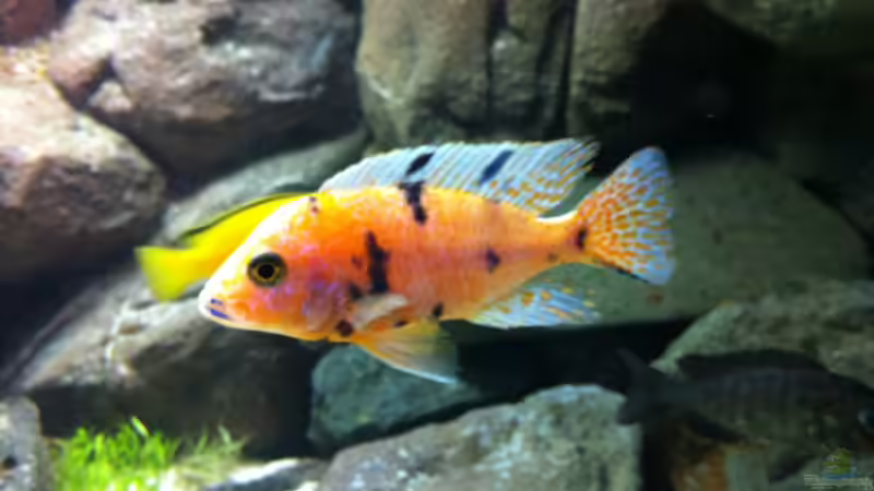 Aulonocara  marmelela von Sunny73 (37)