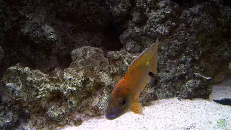 Aulonocara  red rubin  von Steffen Böhm (21)