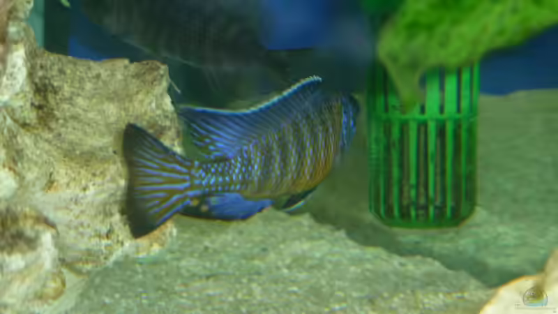 Aulonocara  stuartgranti Ngara-Mdoka M/W 1 von DER YBBSTALER (22)