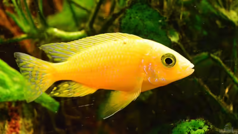 Aulonocara ??? von Ulf Penderock (9)