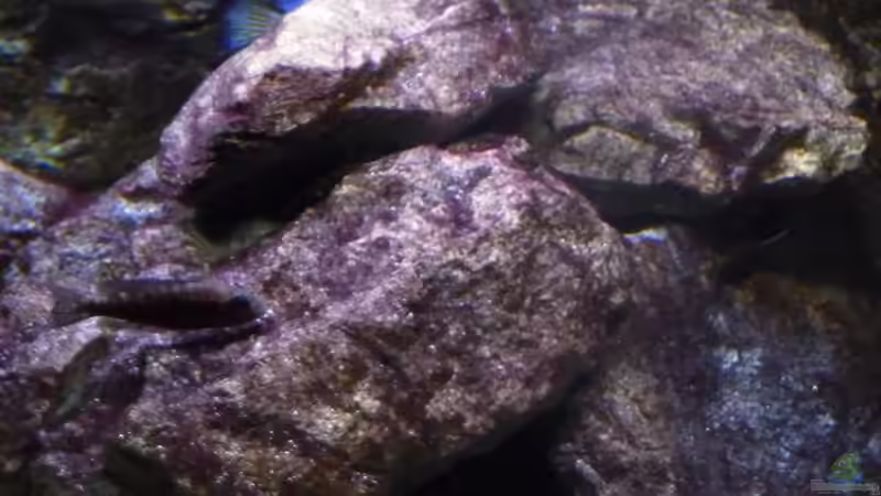 Aulonocara 23.02.2014 von DER YBBSTALER (74)