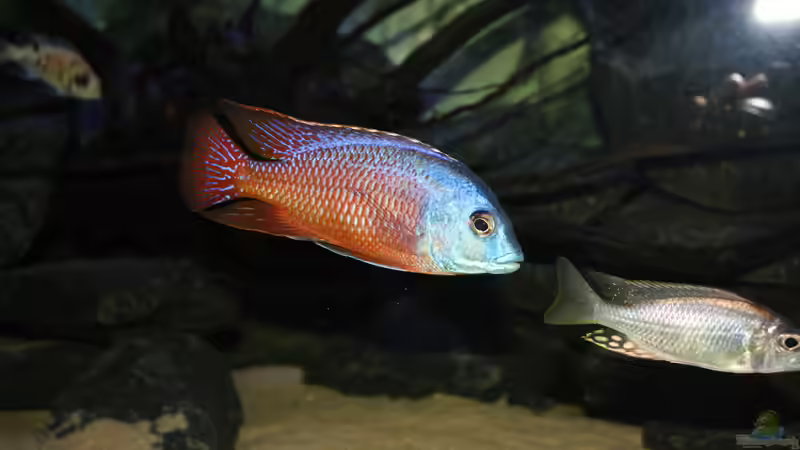 Aulonocara Aquilonium und Protomelas von Tobias Summerer (80)