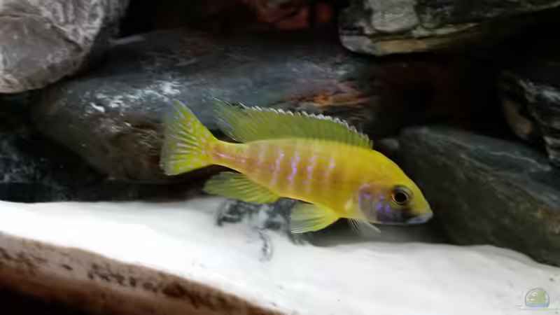 Aulonocara baenschi benga - bin ich nicht schön? von Andreas Musterfisch (25)