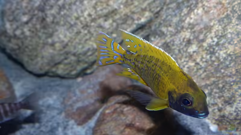 Aulonocara baenschi benga  von Okrim (47)