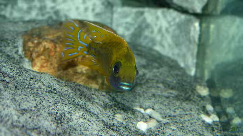 Aulonocara baenschi benga  von Okrim (48)