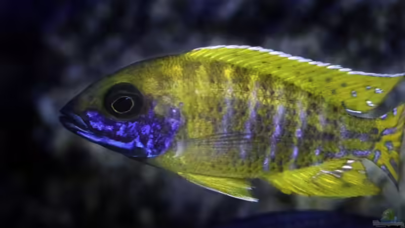 Aulonocara baenschi benga  von Okrim (49)