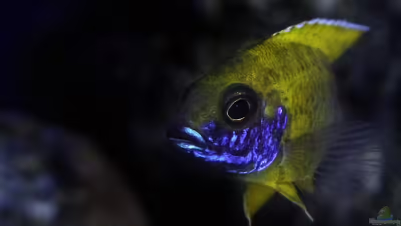 Aulonocara baenschi benga  von Okrim (50)