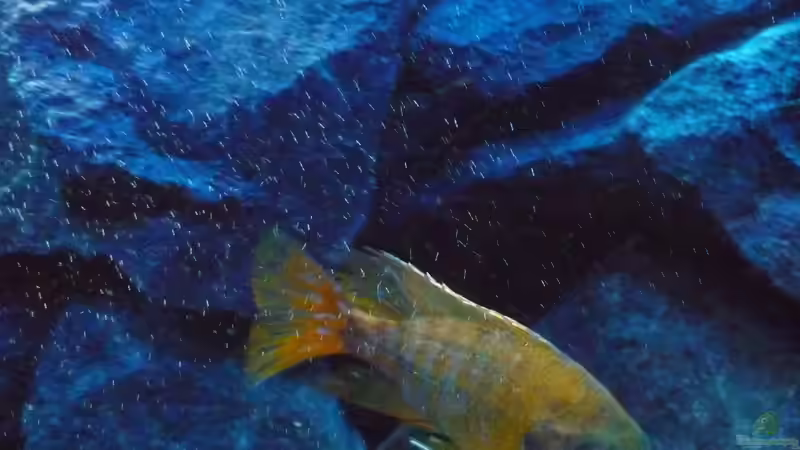 Aulonocara Baenschi-Benga Bock (Bild1) von Marcel. (26)