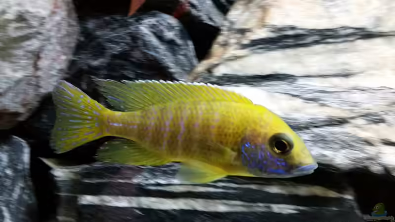 Aulonocara baenschi benga Bock von Andreas Musterfisch (19)