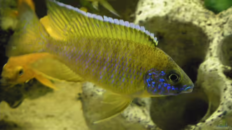 Aulonocara baenschi benga (Männchen) von Thomas Schlechter (12)