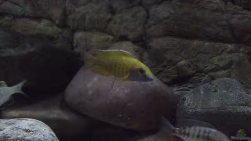 Aulonocara baenschi benga mit Weib von Noah (31)