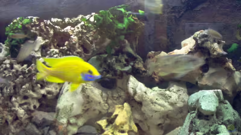 Aulonocara Baenschi Benga von Alexander Siefer (12)