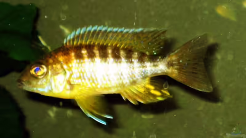 Aulonocara baenschi benga von Chrissi (7)