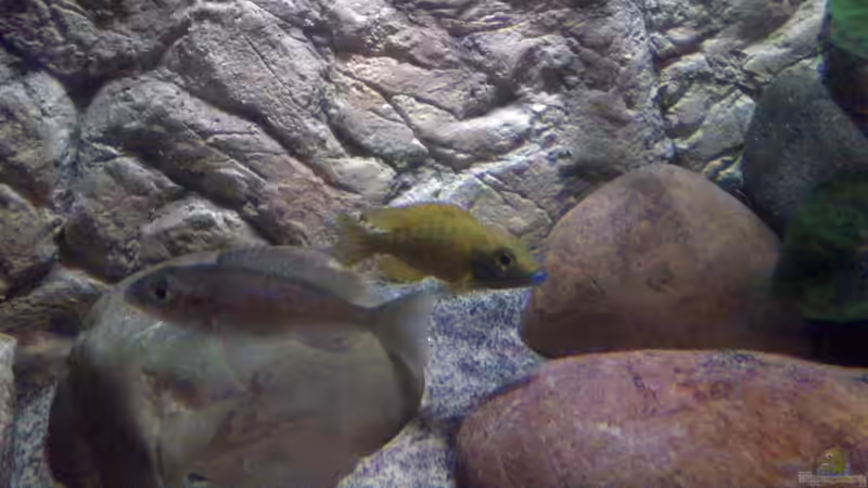 Aulonocara baenschi benga von Noah (32)