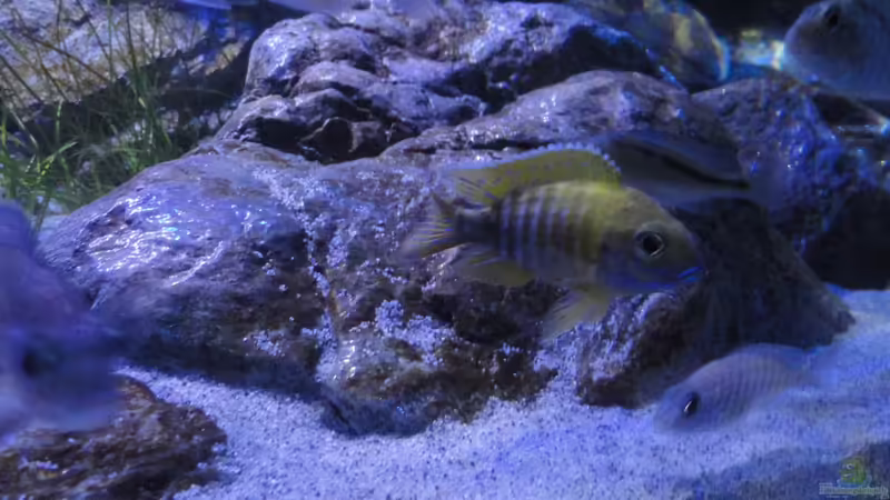Aulonocara baenschi benga von Strücher Jung (18)