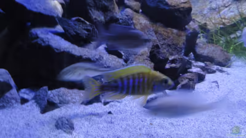 Aulonocara baenschi benga von Strücher Jung (21)