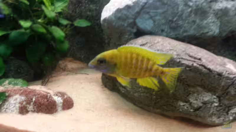 Aulonocara Baenschi Benga von Udo Lehr (34)