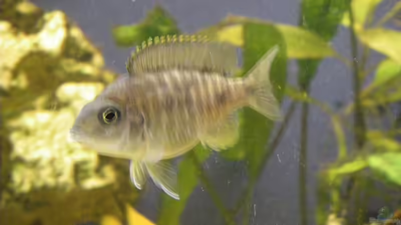 Aulonocara baenschi benga (Weibchen) von Thomas Schlechter (13)