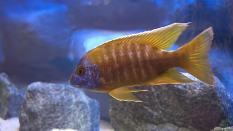 Aulonocara Baenschi Bock von Matoba (45)