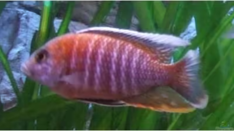 Aulonocara baenschi Cipokae (junger Bock in der Ende Mai 09) von Der Schweizer (27)