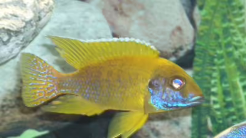 Aulonocara Baenschi m von Matthias Schmidt (8)