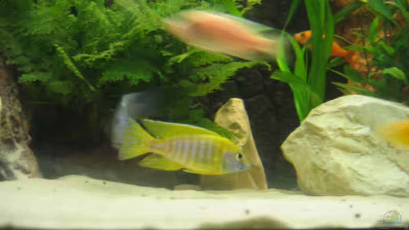 Aulonocara Baenschi Männchen von Vicky Gröbl (33)