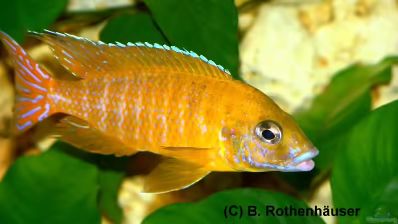 Aulonocara Baenschi Maleri F1 (m) von Malawi Freak (14)