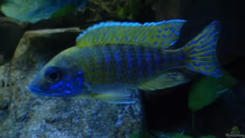 Aulonocara Baenschi (Nkhomo Reef) von Sven Roland (10)