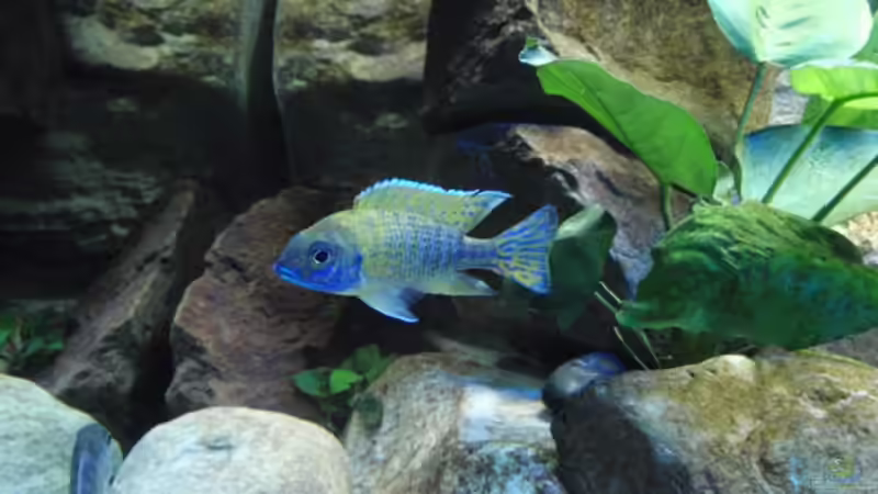 Aulonocara Baenschi (Nkhomo Reef) von Sven Roland (15)