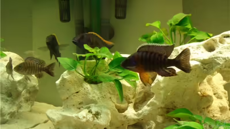 Aulonocara baenschi Red Flush von André Rautenberg (3)