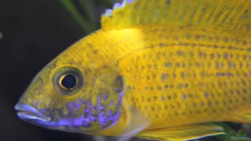 Aulonocara baenschi von aquabert (26)