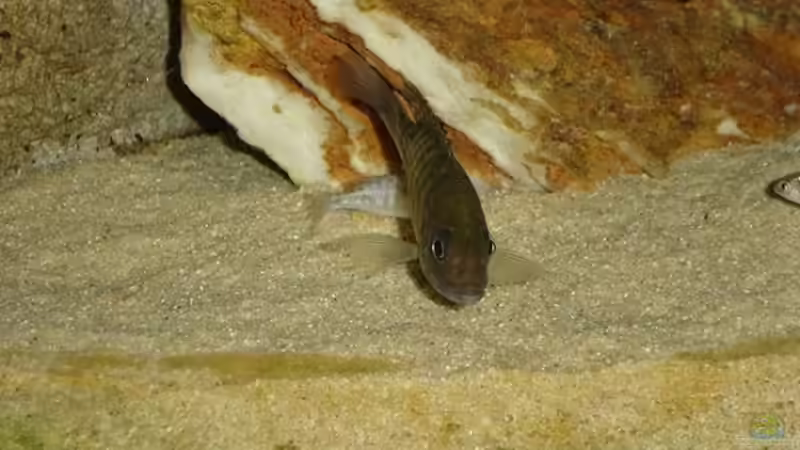 Aulonocara baenschi von ertzuio (18)