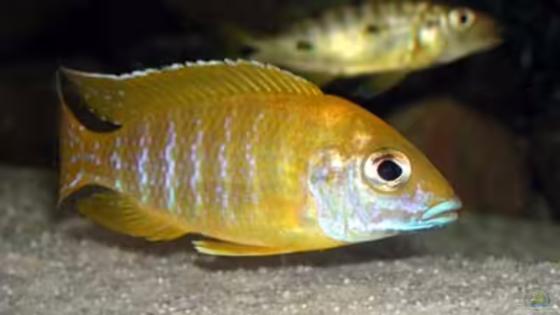 Aulonocara baenschi von Heiko Gröschel (27)