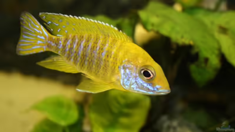 Aulonocara baenschi von Thomas Szöts (9)