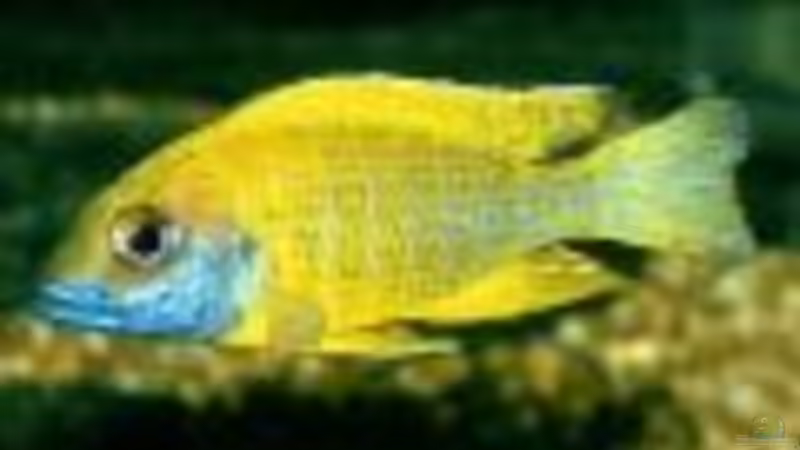 Aulonocara Bengi benga von BAD666 (22)