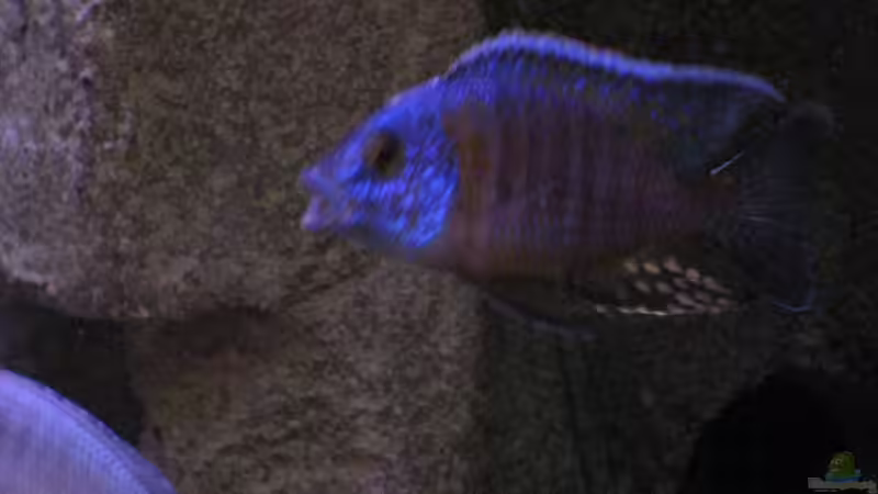 Aulonocara benschi benga von Armin Lange (15)