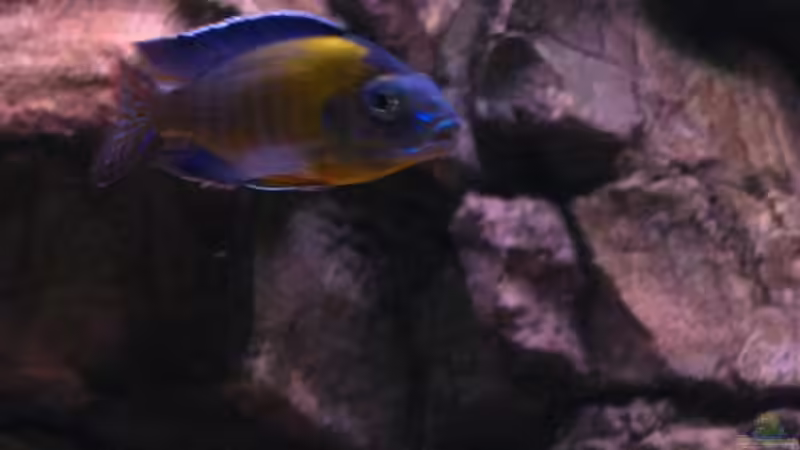 aulonocara blue neon von airborn28 (23)