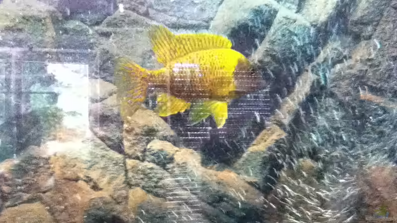 Aulonocara Bock  von Höffi (8)