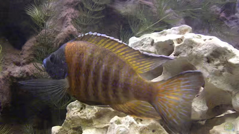 Aulonocara Bock 2 von Harry Penner (21)