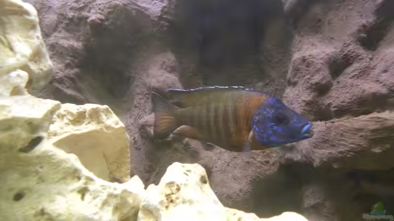 Aulonocara Bock 2 von Harry Penner (22)