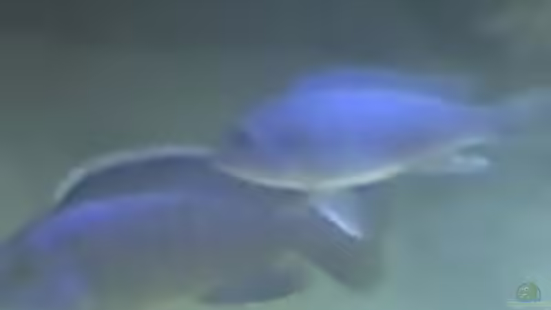 Aulonocara Bock mit socolofi weib von Heiko Rodegast (28)