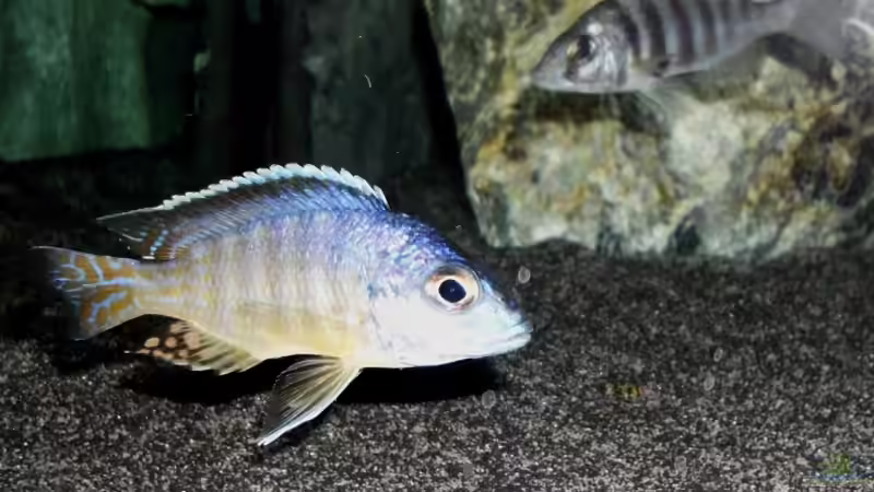 Aulonocara Bock von die Perle... (23)