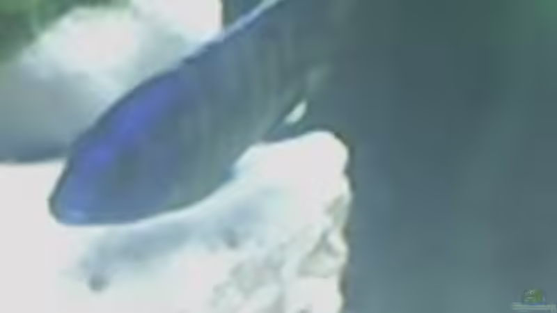 Aulonocara Bock von Heiko Rodegast (29)