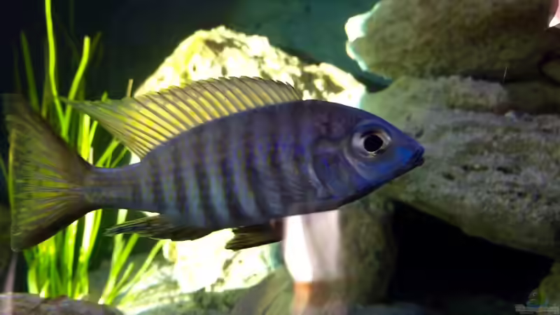 Aulonocara brevinidus  von Marcel Ille (19)