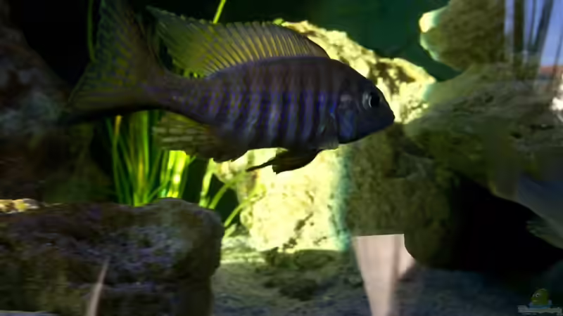 Aulonocara brevinidus  von Marcel Ille (21)