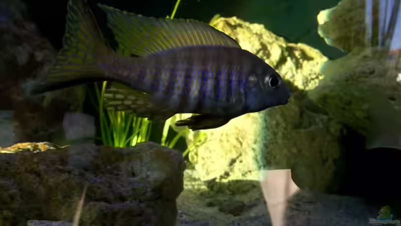 Einrichtungsbeispiele für Aulonocara brevinidus