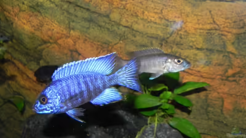 Aulonocara chilumba nebst fryeri Frau von Sternenseeträumer (26)