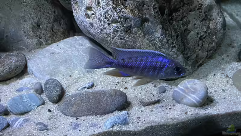 Aulonocara Chilumba von AW. (20)