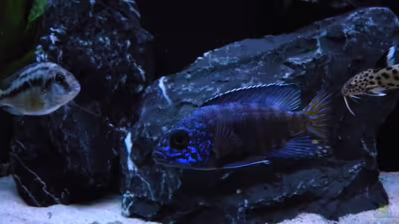 Aulonocara Chilumba von flightsim (178)