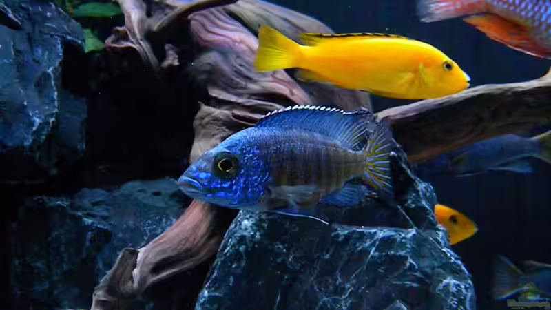 Aulonocara Chilumba von flightsim (191)